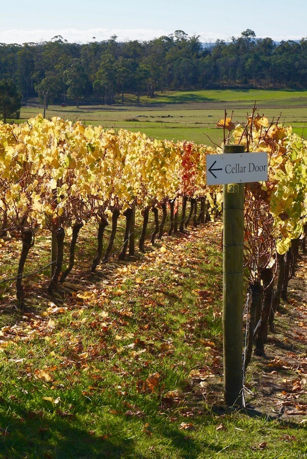 Vineyard views at Swirling red wine at Moores Hill - Tamar Valley, Tasmania