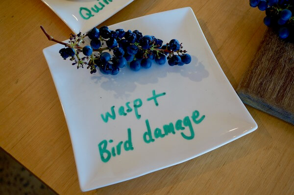 Wasp + Bird Damaged Grapes at Holm Oak in the Tamar Valley - Tasmania Winery